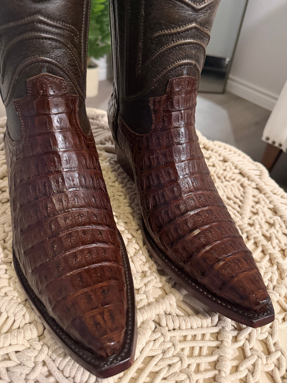 CAIMAN BACK CUT
